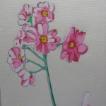 私の描いた桜草です。