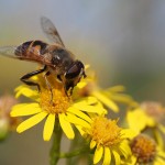 749px-Eristalis_tenax_and_flowers