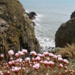 Sea_thrift_on_the_top_of_rocky_cliffs_-_geograph.org.uk_-_779494