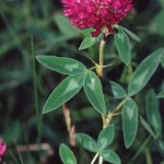 TrifoliumMedium
